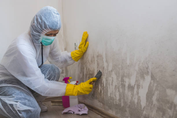 Best Commercial Mold Removal  in North Valley Stream, NY