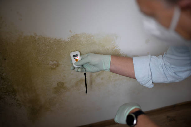 Best Residential Mold Removal  in North Valley Stream, NY