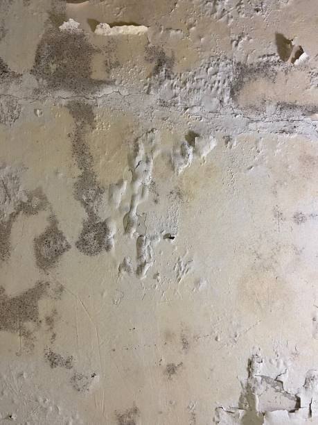 Best Emergency Mold Removal  in North Valley Stream, NY