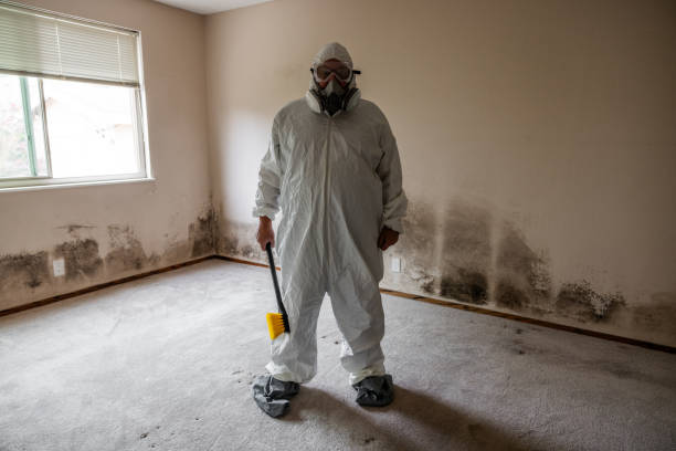 Professional Mold Removal in North Valley Stream, NY